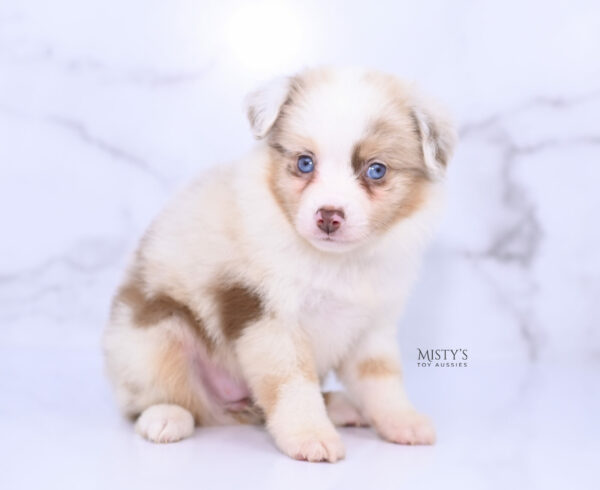 Mini / Toy Australian Shepherd Puppy Blooma