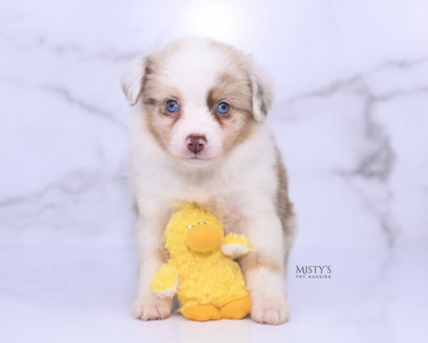 Mini / Toy Australian Shepherd Puppy Blooma