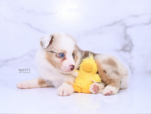 Mini / Toy Australian Shepherd Puppy Blooma