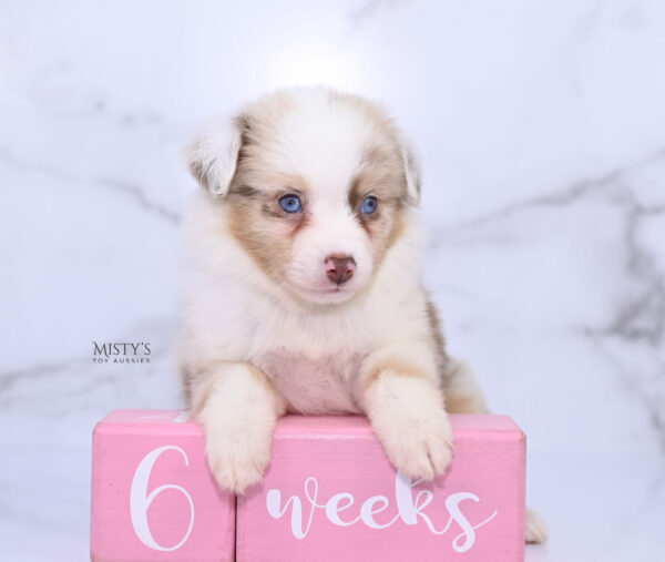 Mini / Toy Australian Shepherd Puppy Blooma