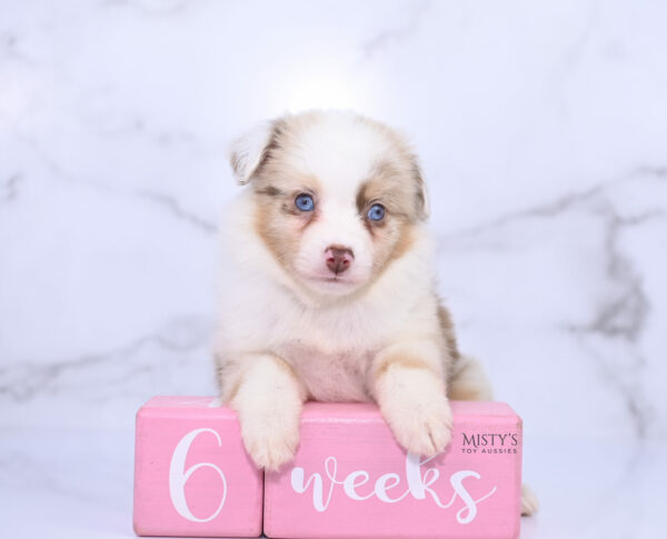 Mini / Toy Australian Shepherd Puppy Blooma