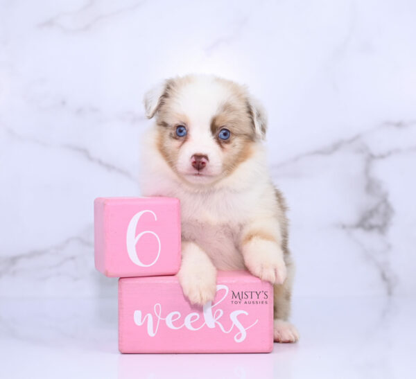 Mini / Toy Australian Shepherd Puppy Blooma