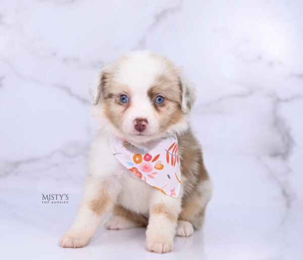Mini / Toy Australian Shepherd Puppy Blooma