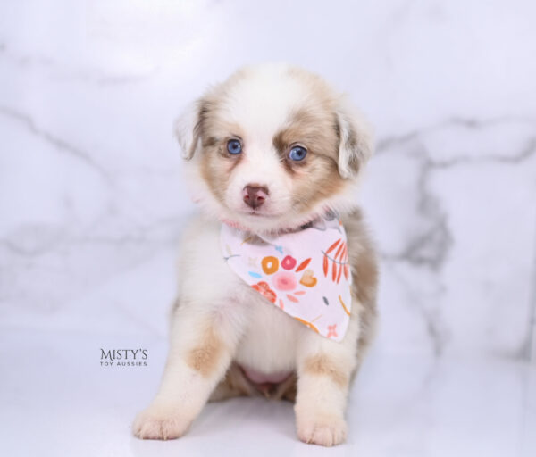 Mini / Toy Australian Shepherd Puppy Blooma