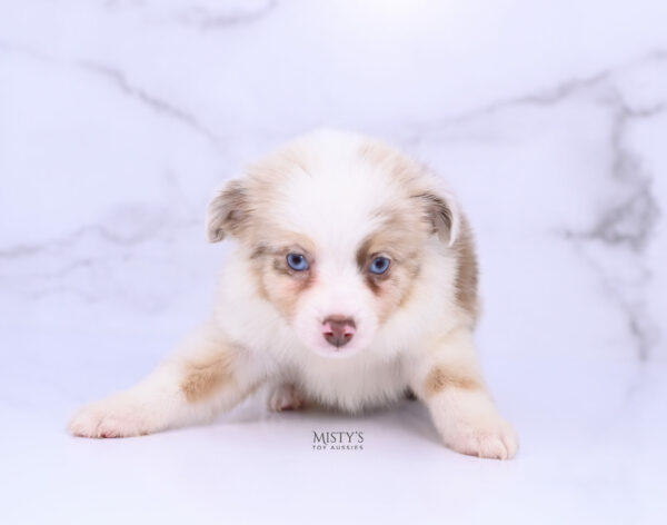 Mini / Toy Australian Shepherd Red Merle Puppy Blooma - 7 Weeks