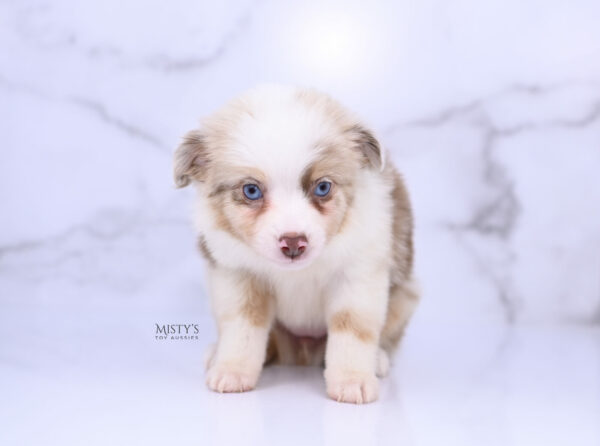 Mini / Toy Australian Shepherd Red Merle Puppy Blooma - 7 Weeks
