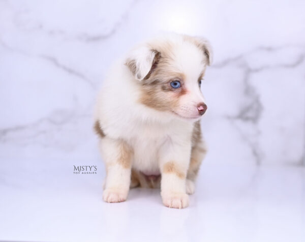 Mini / Toy Australian Shepherd Red Merle Puppy Blooma - 7 Weeks