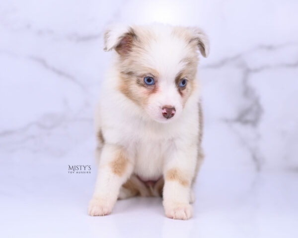 Mini / Toy Australian Shepherd Red Merle Puppy Blooma - 7 Weeks
