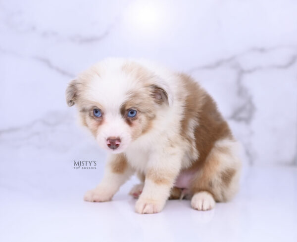 Mini / Toy Australian Shepherd Red Merle Puppy Blooma - 7 Weeks