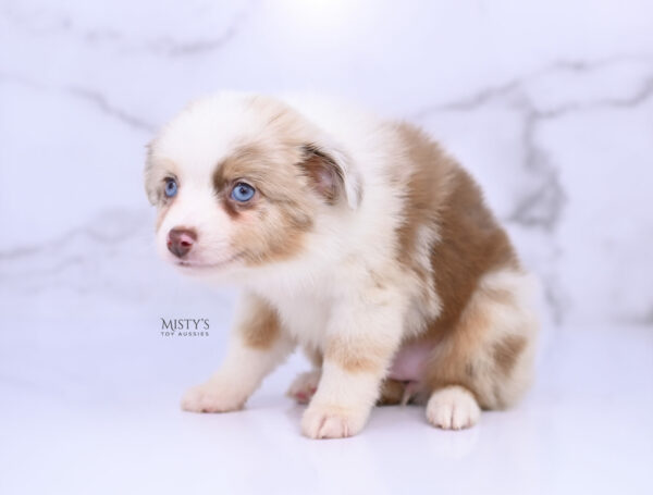 Mini / Toy Australian Shepherd Red Merle Puppy Blooma - 7 Weeks