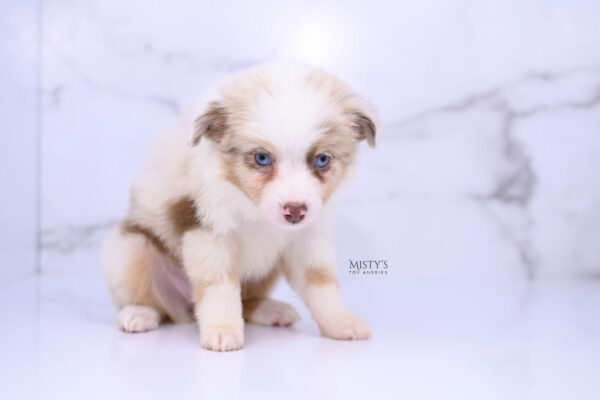 Mini / Toy Australian Shepherd Red Merle Puppy Blooma - 7 Weeks