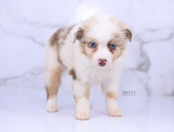 Mini / Toy Australian Shepherd Red Merle Puppy Blooma - 7 Weeks