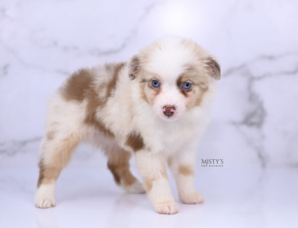 Mini / Toy Australian Shepherd Red Merle Puppy Blooma - 7 Weeks