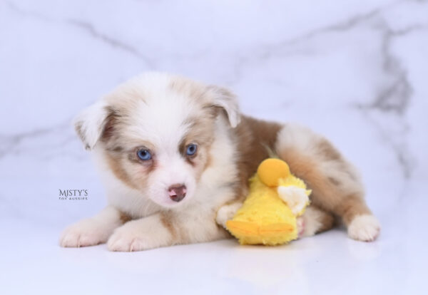 Mini / Toy Australian Shepherd Red Merle Puppy Blooma - 7 Weeks