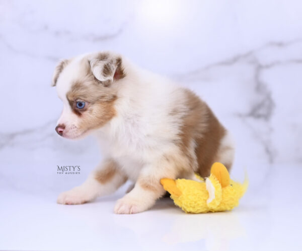 Mini / Toy Australian Shepherd Red Merle Puppy Blooma - 7 Weeks