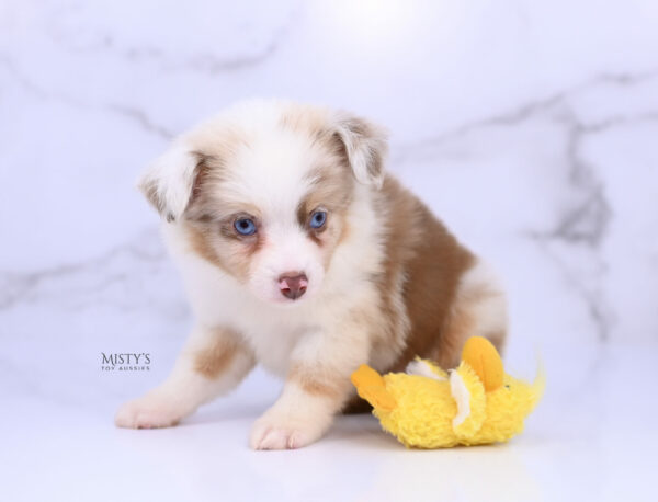Mini / Toy Australian Shepherd Red Merle Puppy Blooma - 7 Weeks