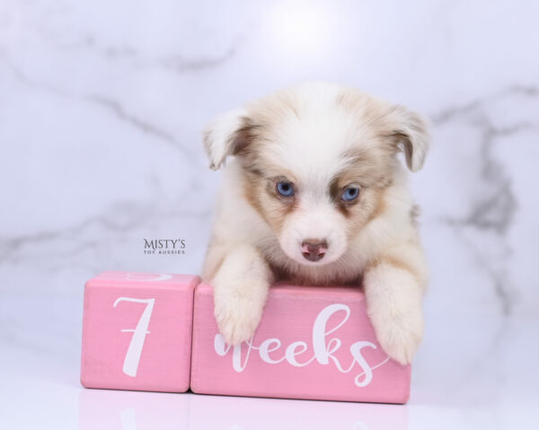 Mini / Toy Australian Shepherd Red Merle Puppy Blooma - 7 Weeks