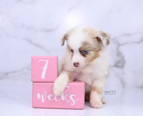 Mini / Toy Australian Shepherd Red Merle Puppy Blooma - 7 Weeks