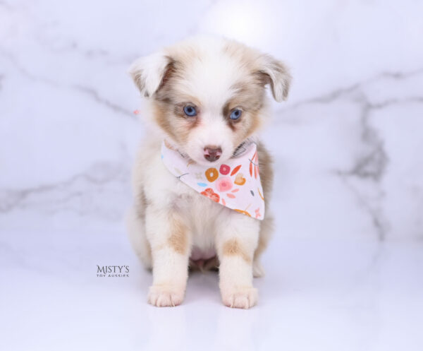 Mini / Toy Australian Shepherd Red Merle Puppy Blooma - 7 Weeks