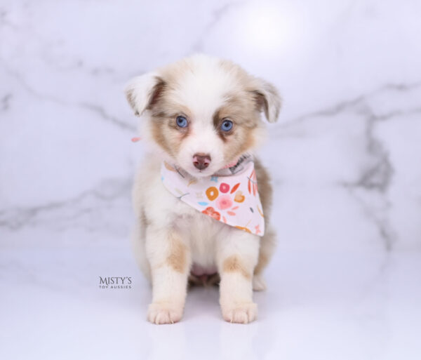 Mini / Toy Australian Shepherd Red Merle Puppy Blooma - 7 Weeks
