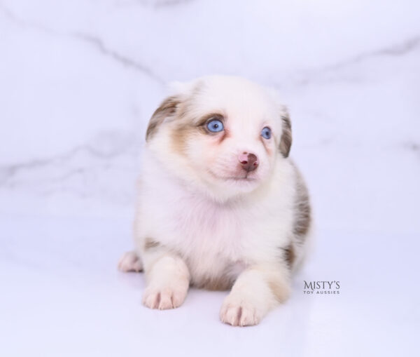 Mini / Toy Australian Shepherd Puppy Boogie