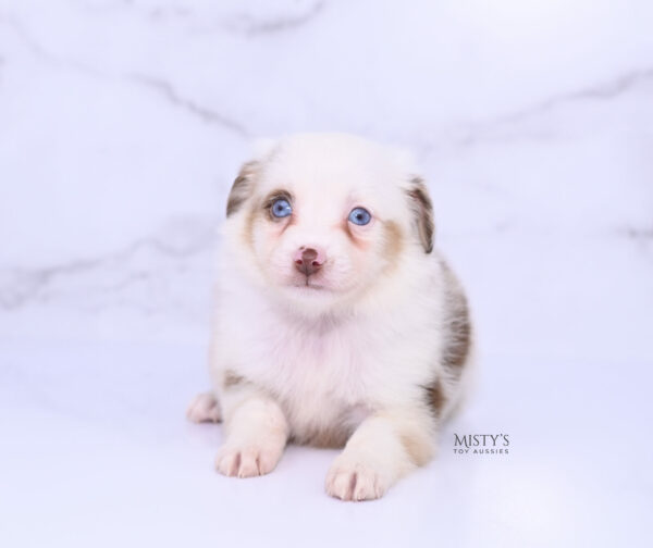 Mini / Toy Australian Shepherd Puppy Boogie