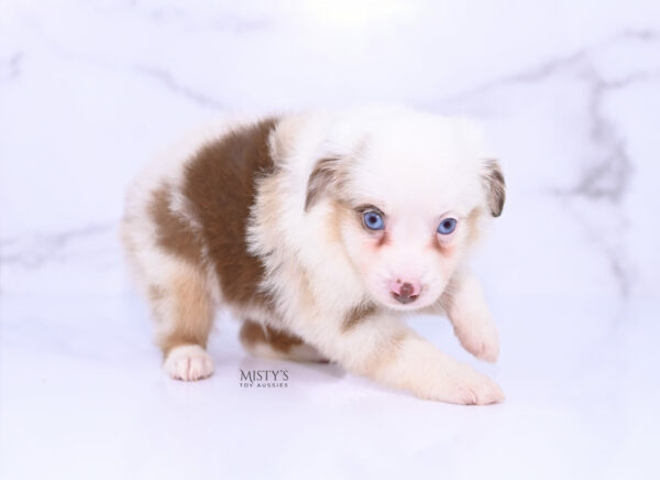 Mini / Toy Australian Shepherd Puppy Boogie
