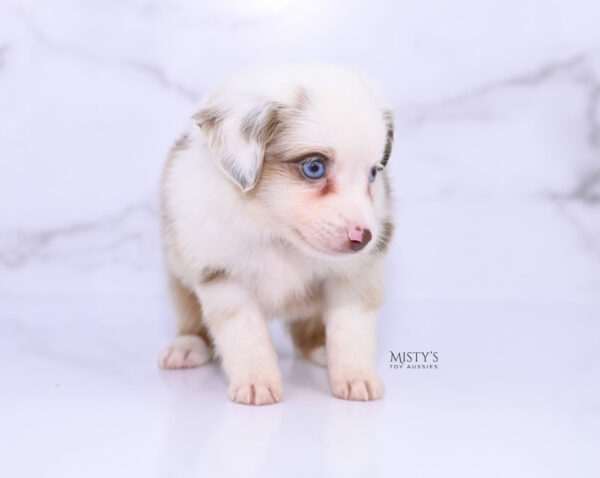 Mini / Toy Australian Shepherd Puppy Boogie