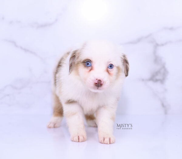 Mini / Toy Australian Shepherd Puppy Boogie