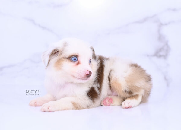 Mini / Toy Australian Shepherd Puppy Boogie