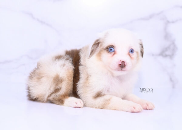 Mini / Toy Australian Shepherd Puppy Boogie