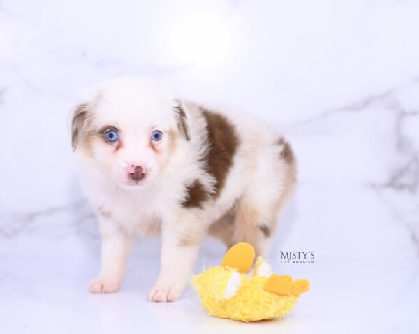 Mini / Toy Australian Shepherd Puppy Boogie