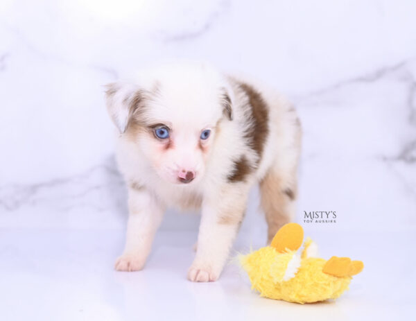 Mini / Toy Australian Shepherd Puppy Boogie