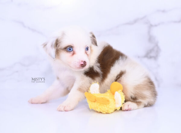 Mini / Toy Australian Shepherd Puppy Boogie