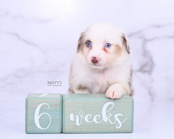 Mini / Toy Australian Shepherd Puppy Boogie
