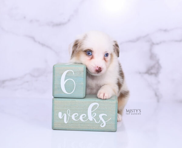 Mini / Toy Australian Shepherd Puppy Boogie