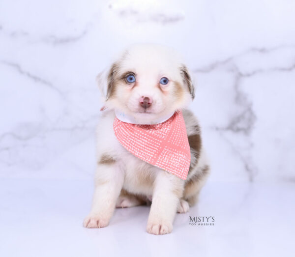 Mini / Toy Australian Shepherd Puppy Boogie