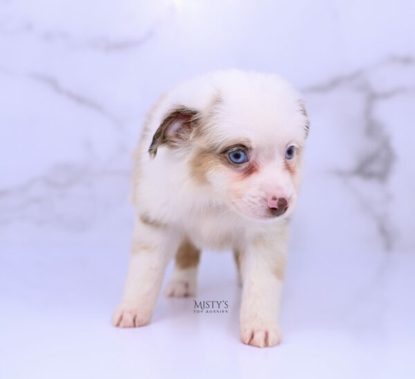 Mini / Toy Australian Shepherd Red Merle Puppy Boogie - 7 Weeks