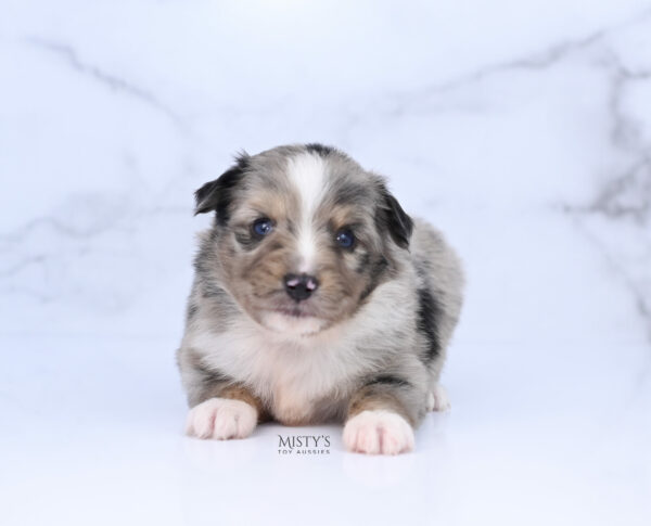 Mini / Toy Australian Shepherd Puppy Chickadee