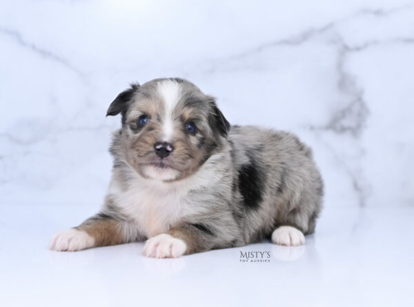 Mini / Toy Australian Shepherd Puppy Chickadee