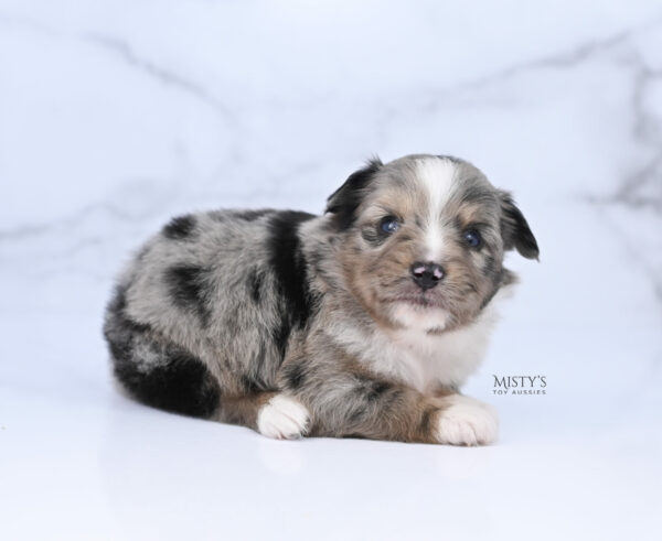 Mini / Toy Australian Shepherd Puppy Chickadee