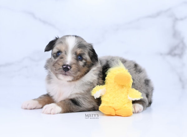 Mini / Toy Australian Shepherd Puppy Chickadee