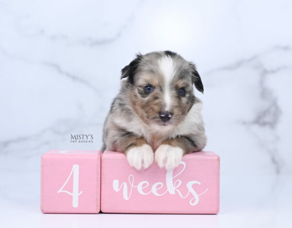 Mini / Toy Australian Shepherd Puppy Chickadee