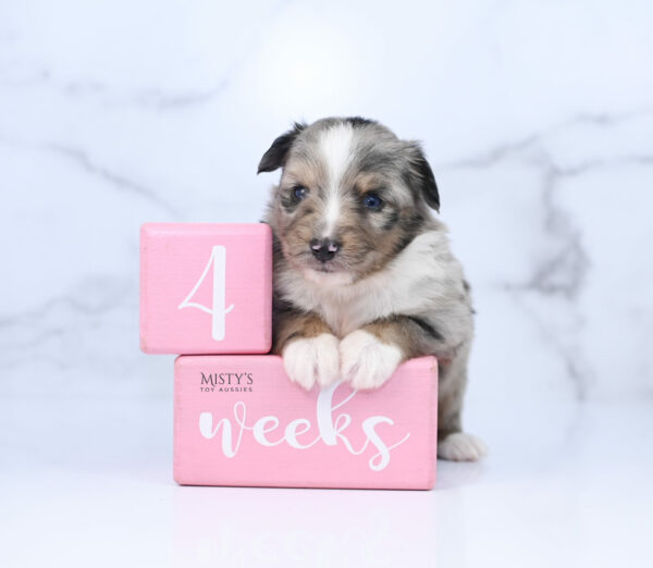 Mini / Toy Australian Shepherd Puppy Chickadee
