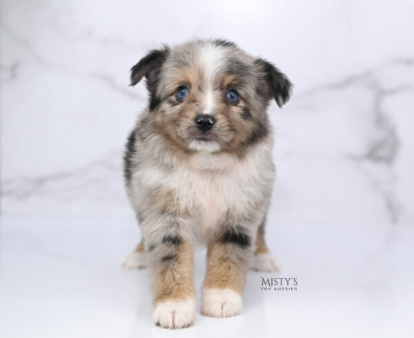 Mini / Toy Australian Shepherd Puppy Chickadee