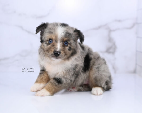 Mini / Toy Australian Shepherd Puppy Chickadee