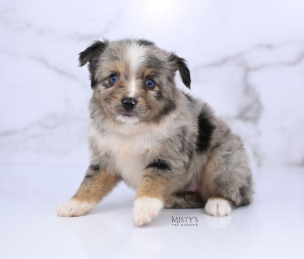 Mini / Toy Australian Shepherd Puppy Chickadee