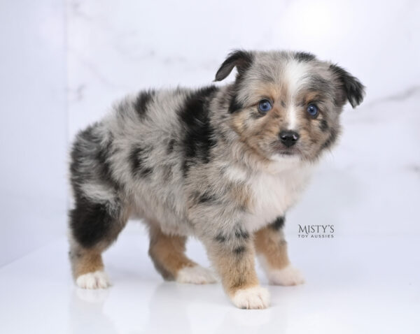 Mini / Toy Australian Shepherd Puppy Chickadee