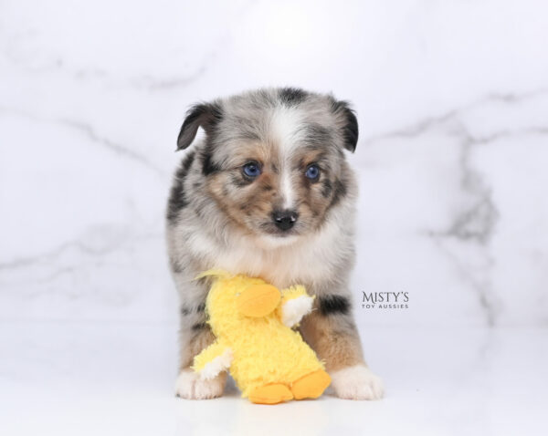 Mini / Toy Australian Shepherd Puppy Chickadee