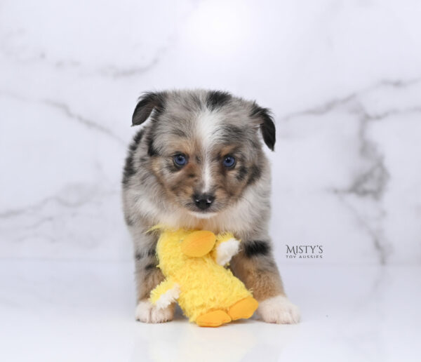 Mini / Toy Australian Shepherd Puppy Chickadee